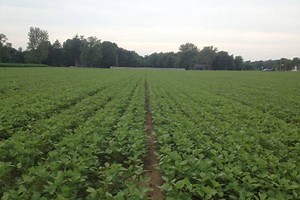 Price checking your grain market strategies