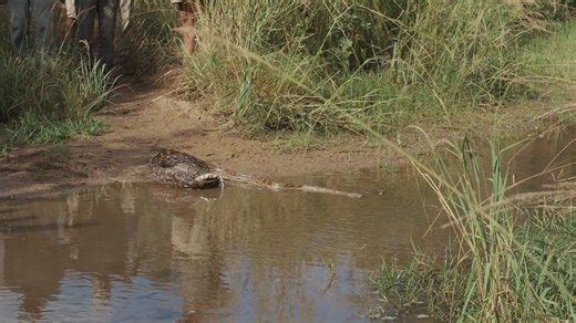 5.2K views · 118 reactions | WATCH: Last month, a nearly 3-metre-long...