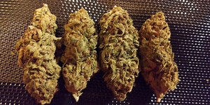 Nepalese | Marijuana Strain Reviews