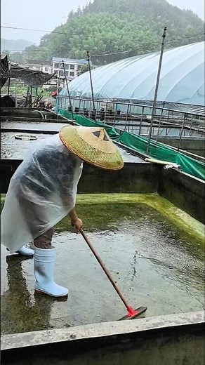 Goldfish Paradise! Chinese Farm Pond Cleaning Day 👀