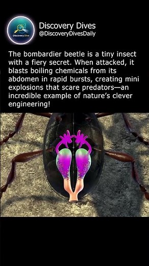 The Explosive Defense of the Bombardier Beetle