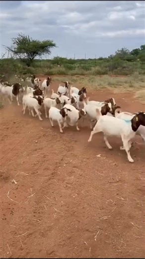 52K views · 1K reactions | Focus on: Training Buying quality stock A proper farming plan Understanding the market requirements And having animals adapted to the environment Then you are - if you don’t know how to do all these things - you are needed to attend Goats for Markets Value Chain Expo 爛 #farming #livestockfarming | Mpendulo Bmj Mbatha | Facebook