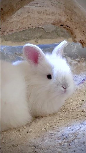 The Cutest Fluffy Baby Rabbits You'll See Today 🐇🤍 Relaxing & Wholesome Animal Video #nature