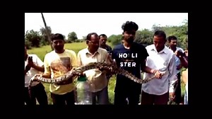 7-ft-long python spotted in Vadodara village, later rescued | The Times of India
