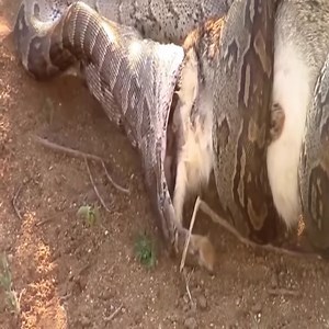 827K views · 5.6K reactions | A big meal of python and the battle with the king of the jungle #animal #animals #python #Lions Join my group :  We Love Cats ☑️  . Thank you so much ❤ | Embrace your Heart | Facebook