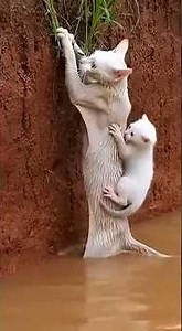 Floods are ruthless and there is love in the world! Smart dog god operation to save them. shorts