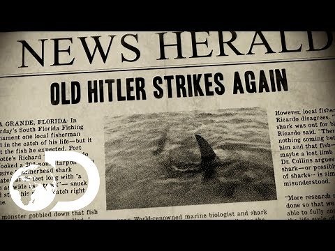 Old Hitler | Monster Hammerhead