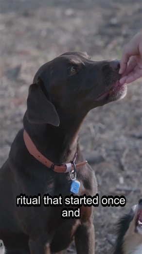 The real reason dogs bring toys to dinner