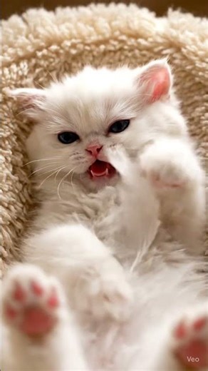 Tickle Attack! Mini Cat vs. Feather Showdown#tinycat #feathergiggles #catbelly