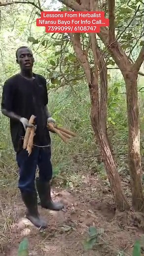 124K views · 3.5K reactions | Lessons From Herbalist Nfansu Bayo For Info Call... 7399099/ 6108747 | Mankajang daily | Facebook