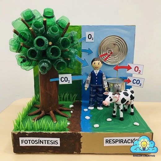 Carbon Dioxide Cycle in 5 Models 🌍♻️#education #educators