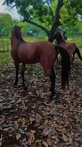 Frasian Horse Equestrian Life: Horseriding Journey Insights