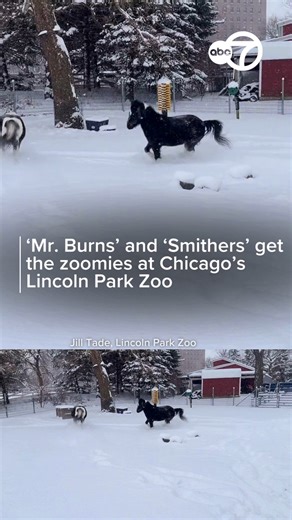 😍🐴❄️As Chicagoans hunkered down for yet another snowstorm this weekend, ponies Mr. Burns and Smithers at Lincoln Park Zoo were getting out their zoomies in the fresh powder at Farm-in-the-Zoo! | ABC 7 Chicago