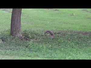 Shooting Grey Squirrel with an Air Rifle