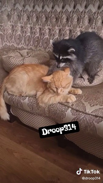 Raccoon and Cat Funny Interaction - Hilarious VoiceOver Comedy