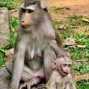 2.9K views · 146 reactions | "Monkey Meets Robot 烙 – Curiosity Turns into Chaos!" | Monkey love | Facebook