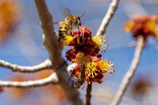Plants are blooming early this year. Here's how to protect yours | Rocky Mountain PBS