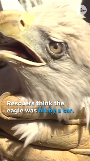 6.5K views · 307 reactions | Fly like an eagle! This bald eagle successfully recovered from an injury and was returned back into the wild. | USA TODAY | Facebook