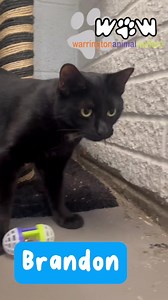 13K views · 5.1K reactions | ❤️One-year-old, , Brandon still a very...