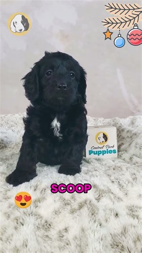Say hello to Sasha, the F1b Cockapoo girl with soft curls, warm eyes, and a heart full of love! 🐾🤍