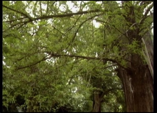 Exploring Iconic Scenes from 'Kids' (1995) Movie