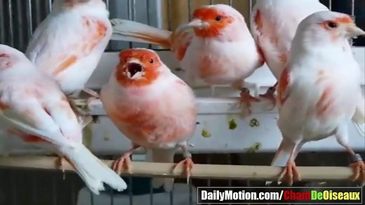 Canaris Mosaïque rouge !