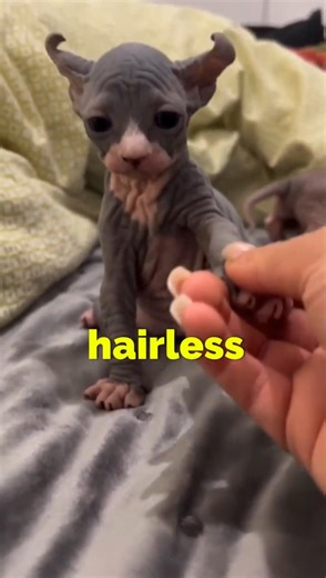 "The Hairless Cat - Sphynx " #shorts #animals #pets #cats
