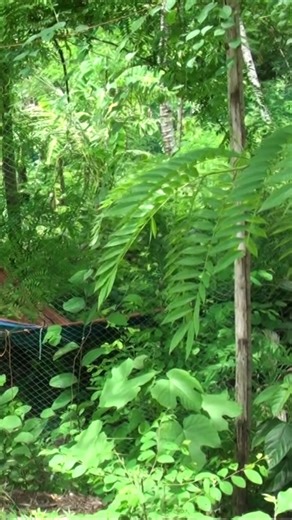 The housing for free-range native chicken production. | Philippine Native Chicken