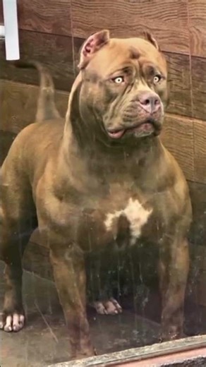 very dangerous look pitbull aggressive