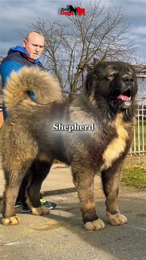 5 Powerful Livestock Guardian Dogs
