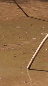 Lake Net Fishing 🌊🐟 #lakefishing #castnet | Surfing 002