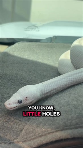 #snakes #ballpython #fyp #fy #share | snakes