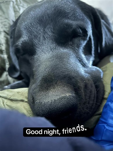 Good Night Wishes with Adorable Puppies