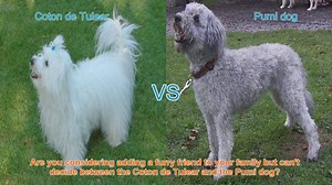 Coton de Tulear vs. Pumi: A Comprehensive Comparison