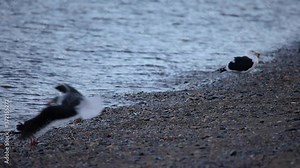 kelp gull at beagle channel shore and dolphin seagull fly off
