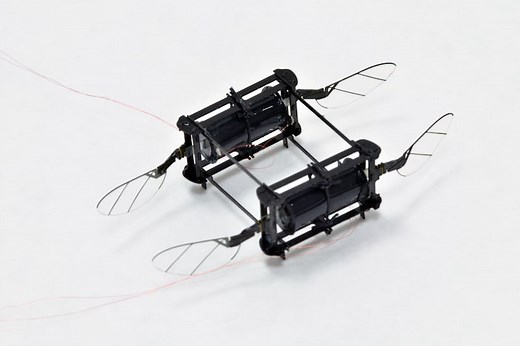 RoboBee powered by soft muscles