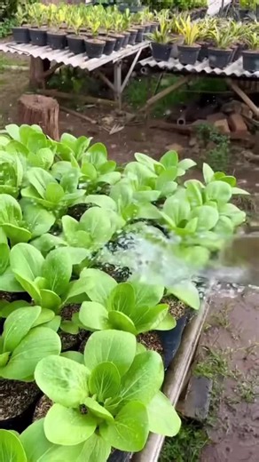 kondear on Instagram: "ការប្រើប្រាស់ដីជុំវិញផ្ទះ ដាំបន្លែ ជាវិធីសាស្រ្តដ៏ល្អក្នុងការរកប្រាក់ចំណូលបន្ថែម ដើម្បីជំរុញជីវភាពក្នុងគ្រួសាររបស់អ្នកភូមិ #ការរៀបចំដែនដី #បុរីជនបទ #ដំណាំជុំវិញផ្ទះ #ប្រជាកសិករ #ការថែទាំ 📸 #កណ្ដៀរ | ២៥រាជធានី-ខេត្ត | កសិកម្ម Join us via Telegram : t.me/kondearម"