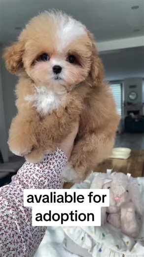 We have beautiful Maltipoo puppies available for adoption! These sweet, fluffy babies are affectionate, intelligent, and great companions. They’ve been well cared for and are ready to bring love and joy to their new families.” #foryourpage #puppy #viral #fyp #maltipoo