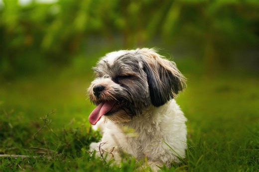 The Shih Poo - Fluffy, Friendly, & Fabulous