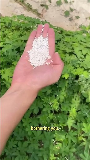Strongest Weed Killer Ever 💫 | Cyclosinone Granules Review | Instant Weed Control