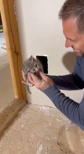 19K views · 444 reactions | Stuck Between Walls!  Kitten Saved After 3 Days! | Wildlife Film AI | Facebook