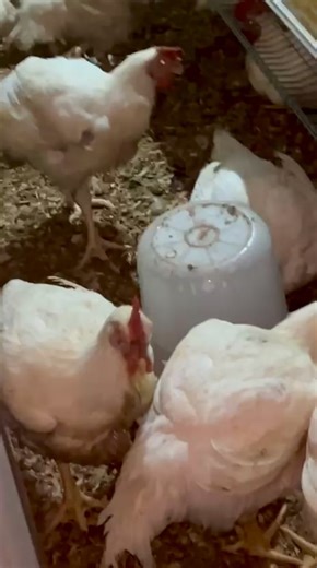 Kaba Poulet Poisson on Reels