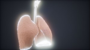 3d animation of human lungs