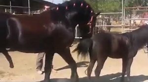 Horse mating compilation dogs mating 马交配 спаривание лошадей cross breeding pak vs nz live GU R