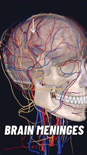 Bradley Blair Osteopath on Instagram: "The meninges are three continuous membranes that encase both the brain and spinal cord, providing physical protection, structural support, and a barrier to infections. The outermost layer is the dura mater, a dense and durable sheet of connective tissue that adheres to the inside of the skull. It has two layers in the cranial region: the periosteal layer, which is attached to the skull bones, and the meningeal layer, which continues down the spinal cord. Th