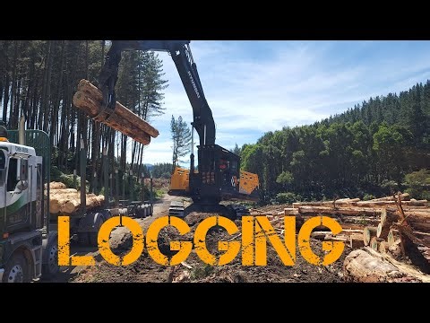 Logging pines and protecting native NZ trees a special thanks to Sun Valley Logging. #logging