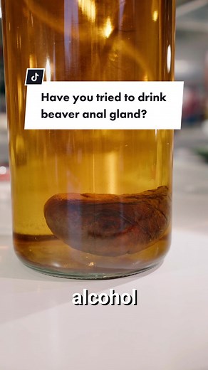 Have you tried to drink beaver anal gland? @Disgusting Food Museum #beaver #disgustingfoodmuseum #disgustingfood #culturefood
