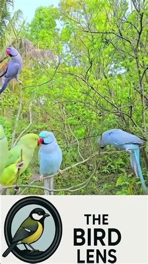 Beautiful Parrot 🦜💚 | I Love His Amazing Colors