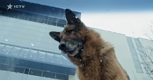 Пес 6 сезон: смотреть онлайн 28 серию от 04.11.2021