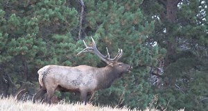 Video: Bugling Bull Elk Footage Will Get Your Trigger Finger Twitching